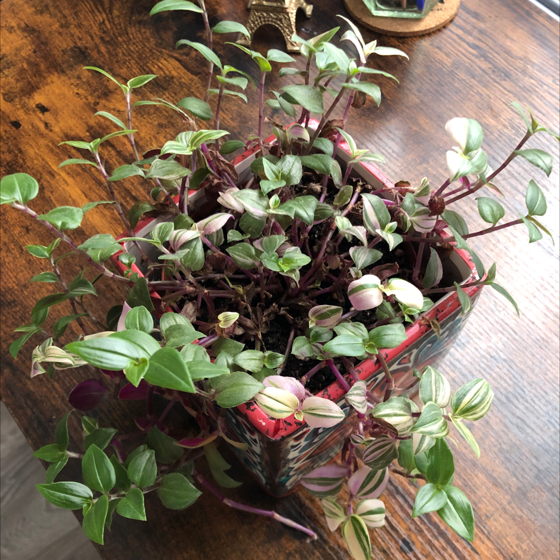 Photo of the plant species Tradescantia Quadricolor by @michimiao named Guendalina V. on Greg, the plant care app