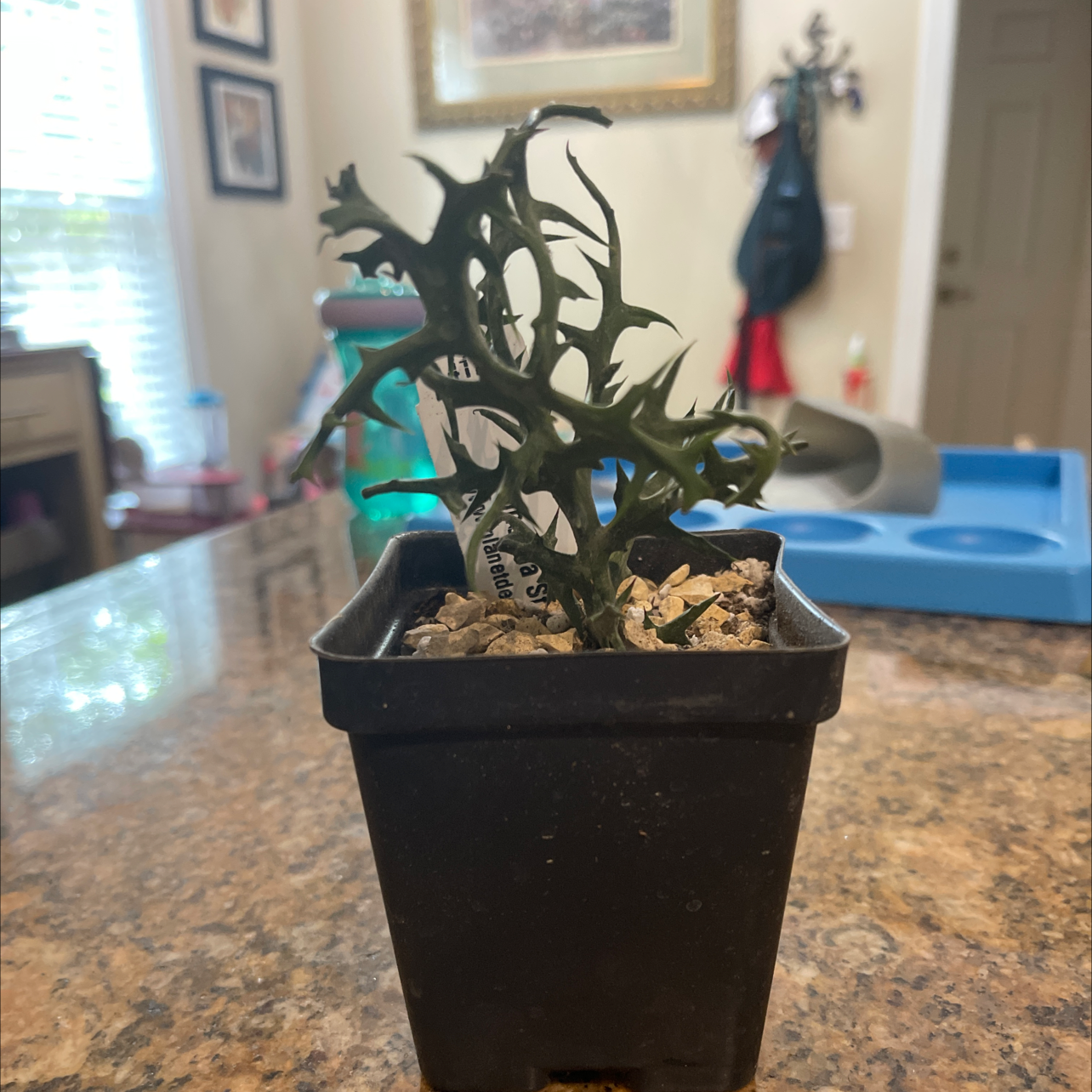 Photo of the plant species Euphorbia stenoclada by @Elenath named Pokey on Greg, the plant care app