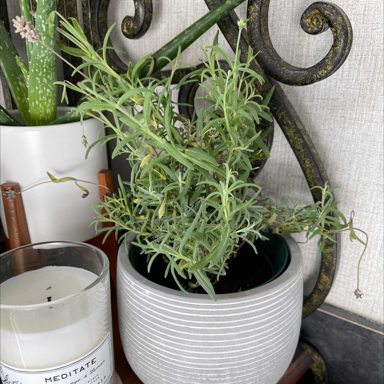 Potted English Lavender plant with green foliage, no visible flowers or soil.
