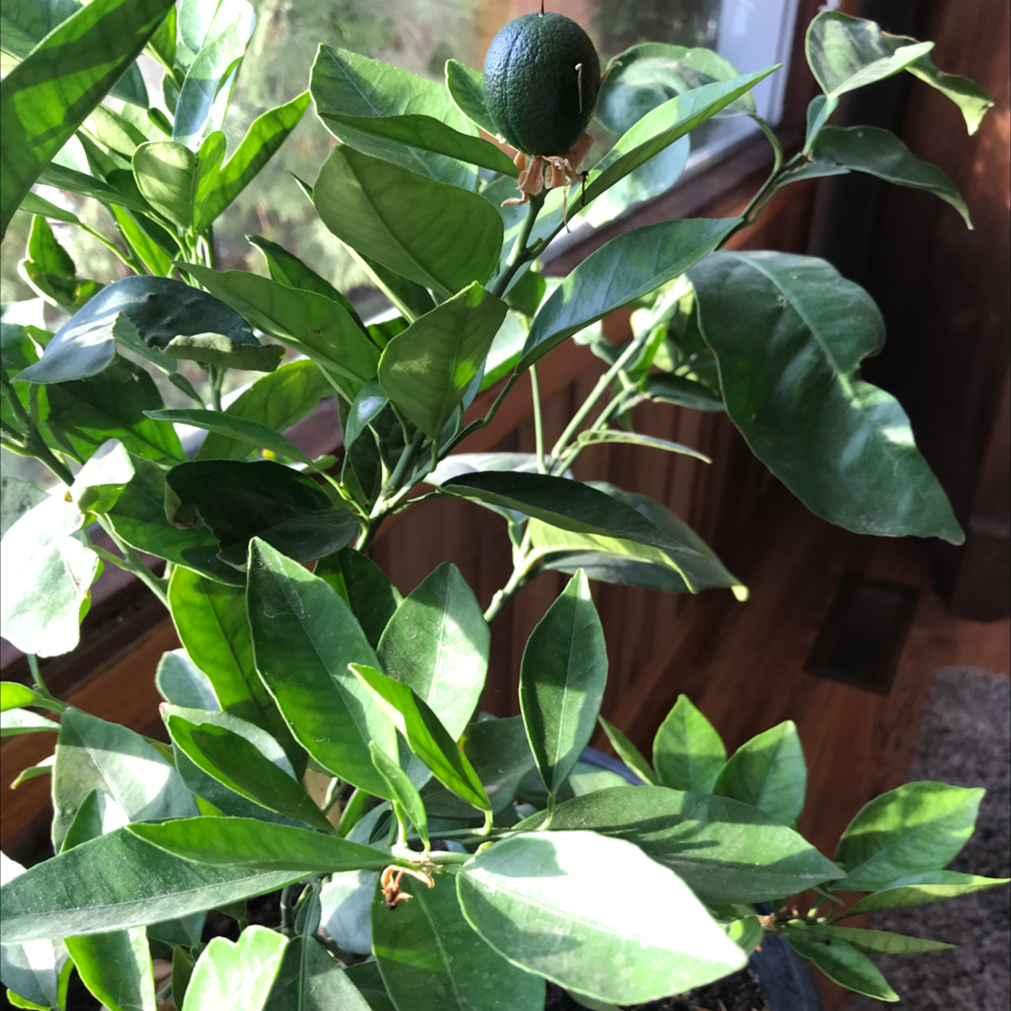 Healthy Oval kumquat plant with glossy green leaves and a single fruit.