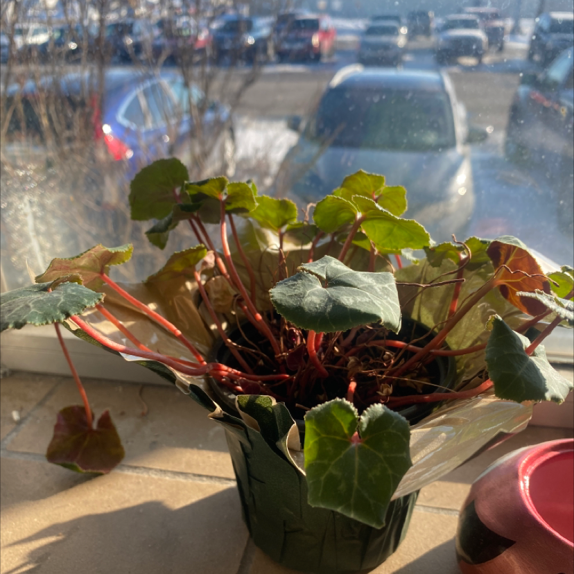 A struggling persian cyclamen plant with yellowing and browning leaves sits on a windowsill with heavy traffic visible outside.