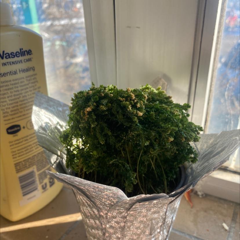 Healthy, vibrant green club moss plant in clear container on windowsill, soil visible, plant care bottle in background