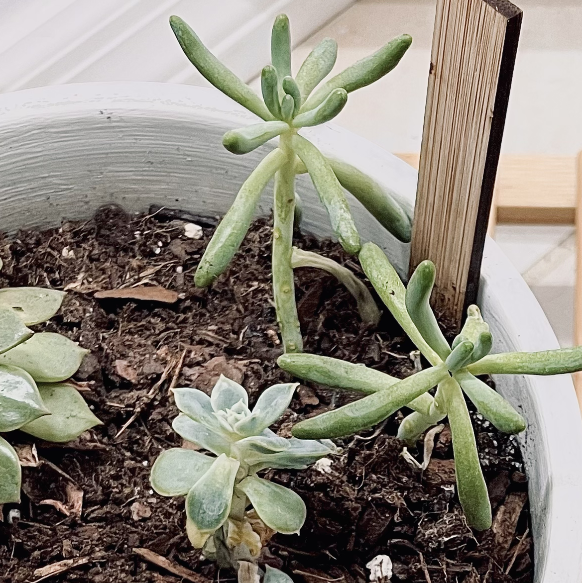 Potted Blue Chalksticks (Senecio serpens) with visible soil and leggy growth.