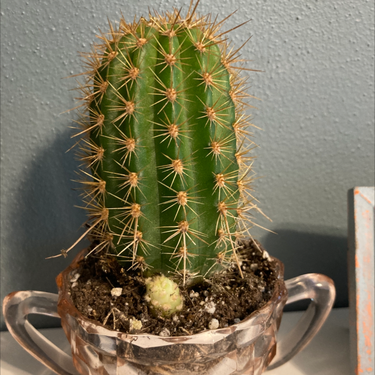 Photo of the plant species Mammillaria tenango del valle cactus by Alli named Leroy on Greg, the plant care app