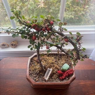 Rockspray Cotoneaster plant in Kingsport, Tennessee
