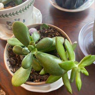 Jade plant in Kingsport, Tennessee