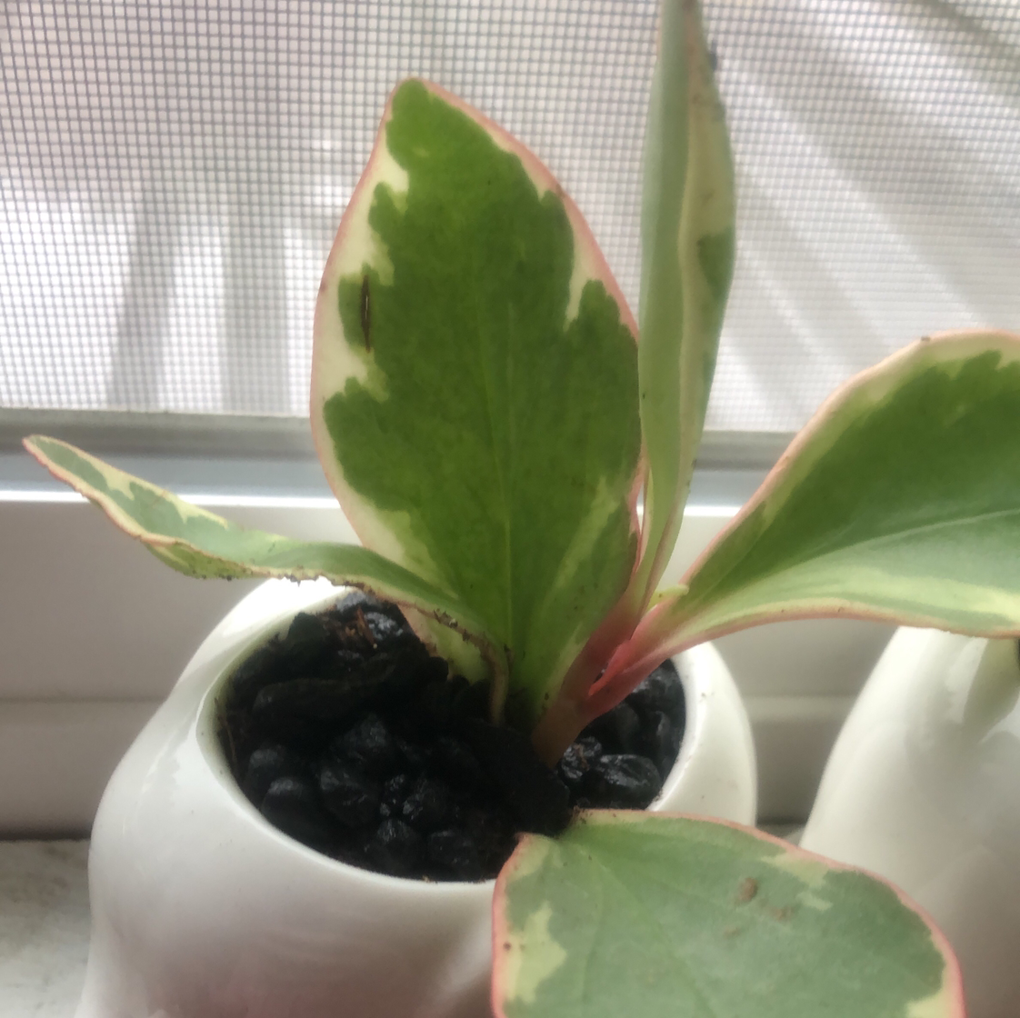 Jelly Plant with variegated leaves in a white pot near a window.