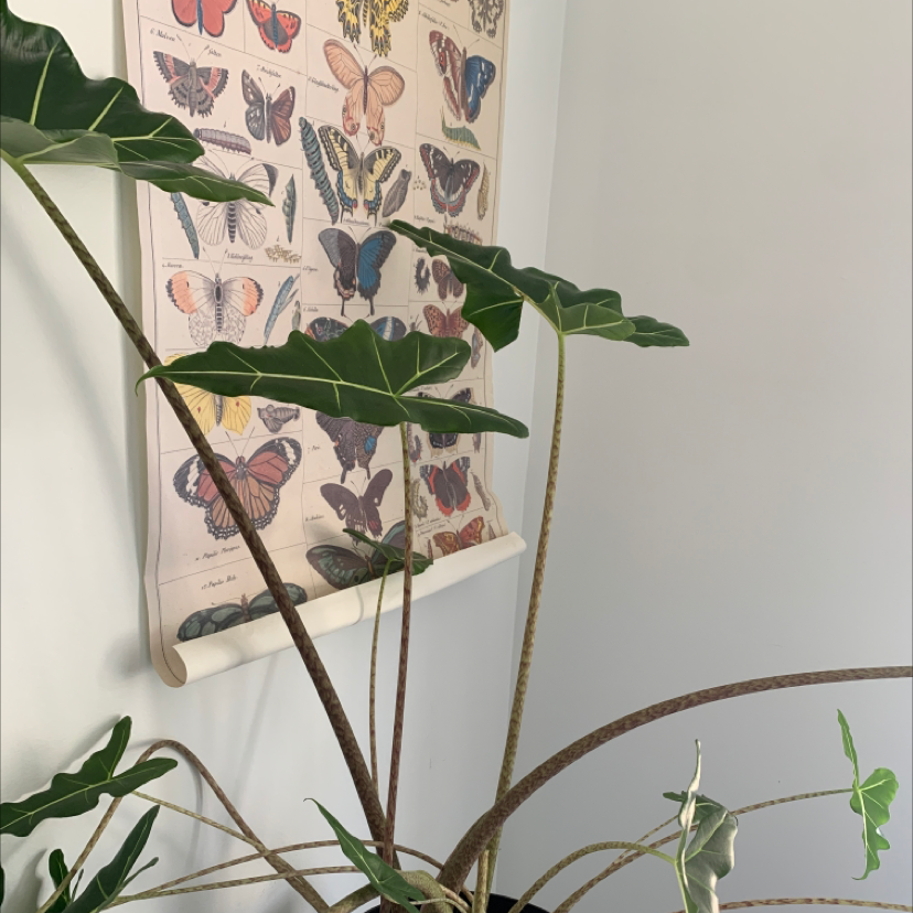 Zebra Elephant Ear plant photo by Robin named Gomez on Greg, the plant care app.