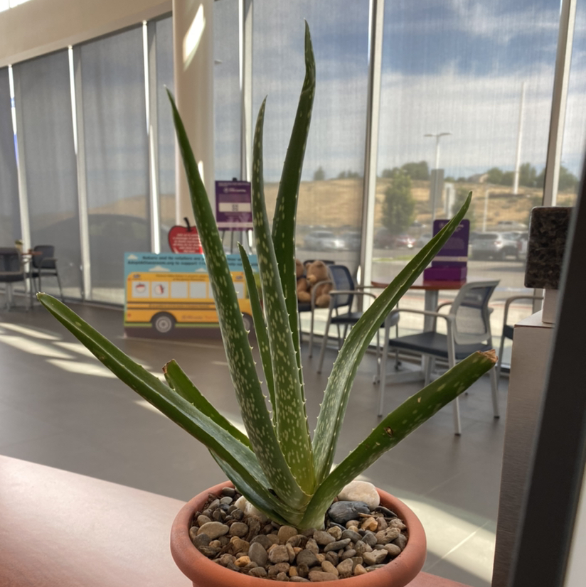 Aloe vera plant photo by @quarabs named Aquarius on Greg, the plant care app.