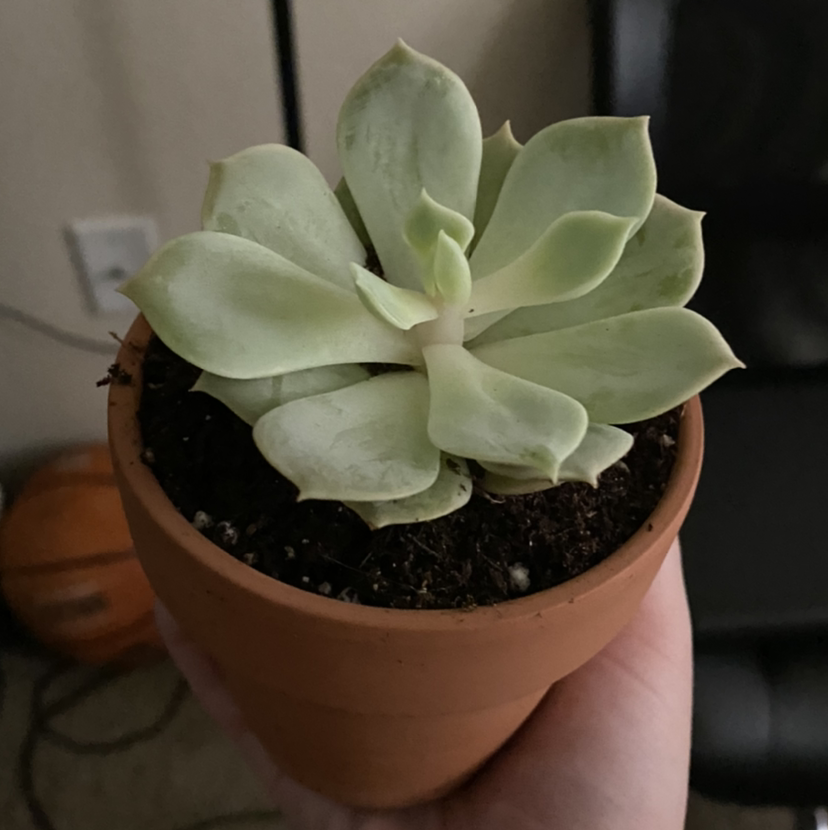 Pearl Echeveria succulent in a terracotta pot, held by a hand.