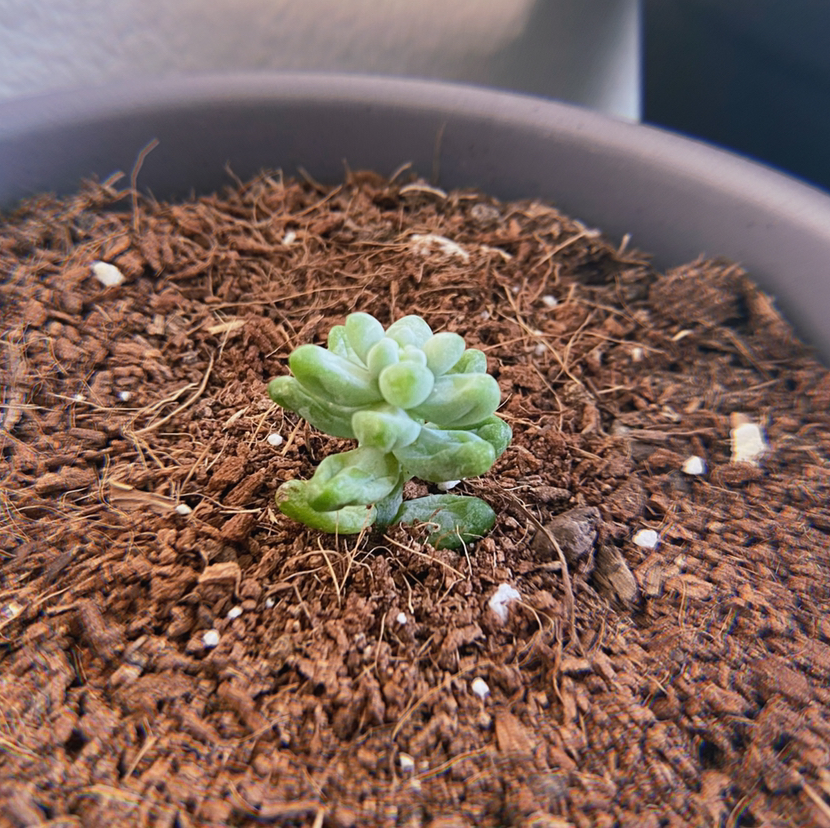 Close-up of a healthy Burro's Tail succulent plant in a pot, with plump green overlapping leaves and no signs of damage or disease.