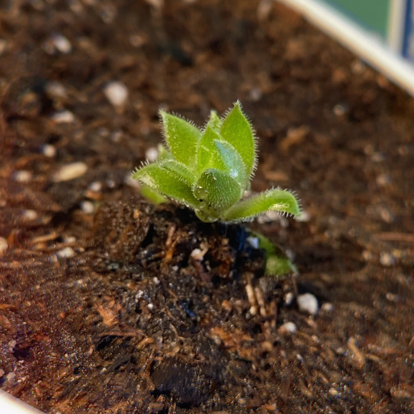 Photo of the plant species 'Kalinda' Hen and chicks by @quarabs named Sylas on Greg, the plant care app