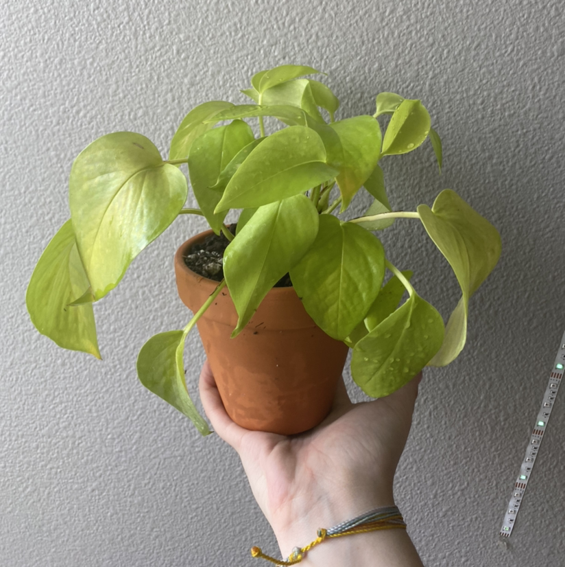 Neon Pothos plant in a terracotta pot held by a hand, with vibrant green leaves and slight yellowing.