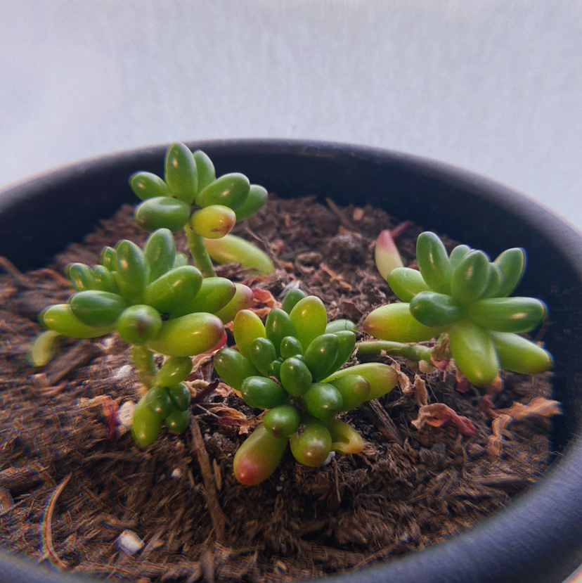 Photo of the plant species Jelly Bean Plant by @quarabs named Jelly Belly on Greg, the plant care app
