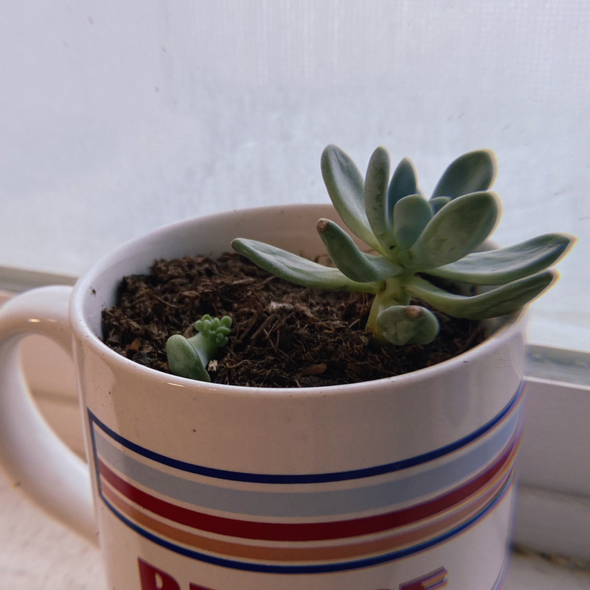 Photo of the plant species Belle Blue by @quarabs named Bruce on Greg, the plant care app