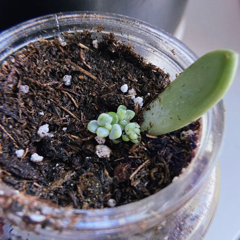 Photo of the plant species Belle Blue by @quarabs named Belle on Greg, the plant care app