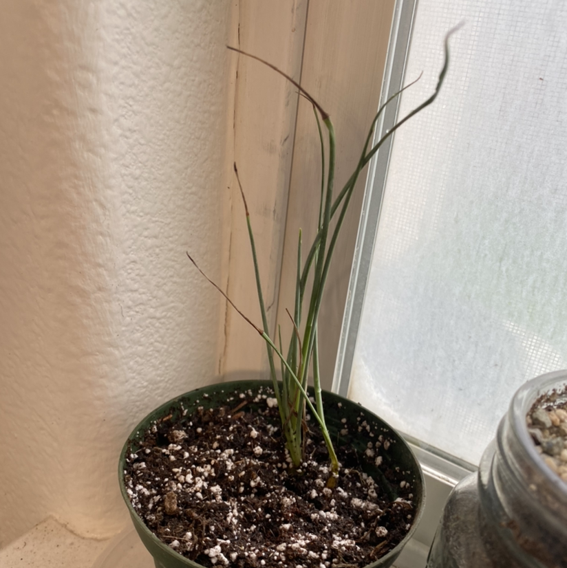 Potted Engelmann's false yucca with some browning leaf tips near a window.