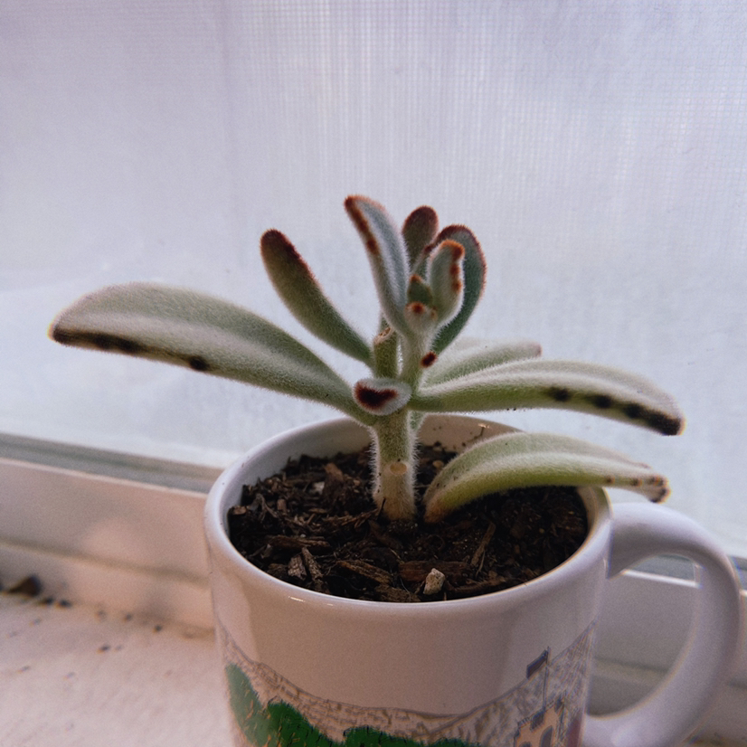 Panda Plant (Kalanchoe tomentosa) in a small container with visible black spots on leaves.