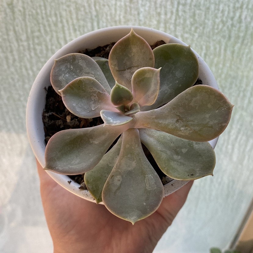 Echeveria 'Perle von Nurnberg' succulent in a white pot held by a hand.
