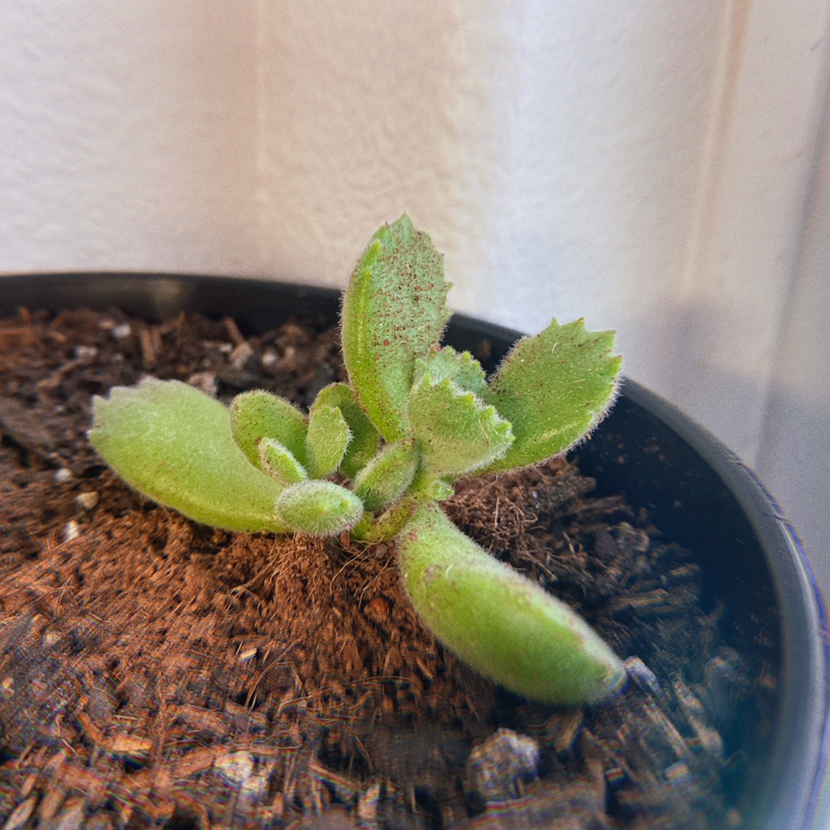 Healthy Bear's Paw plant in a pot with visible soil.