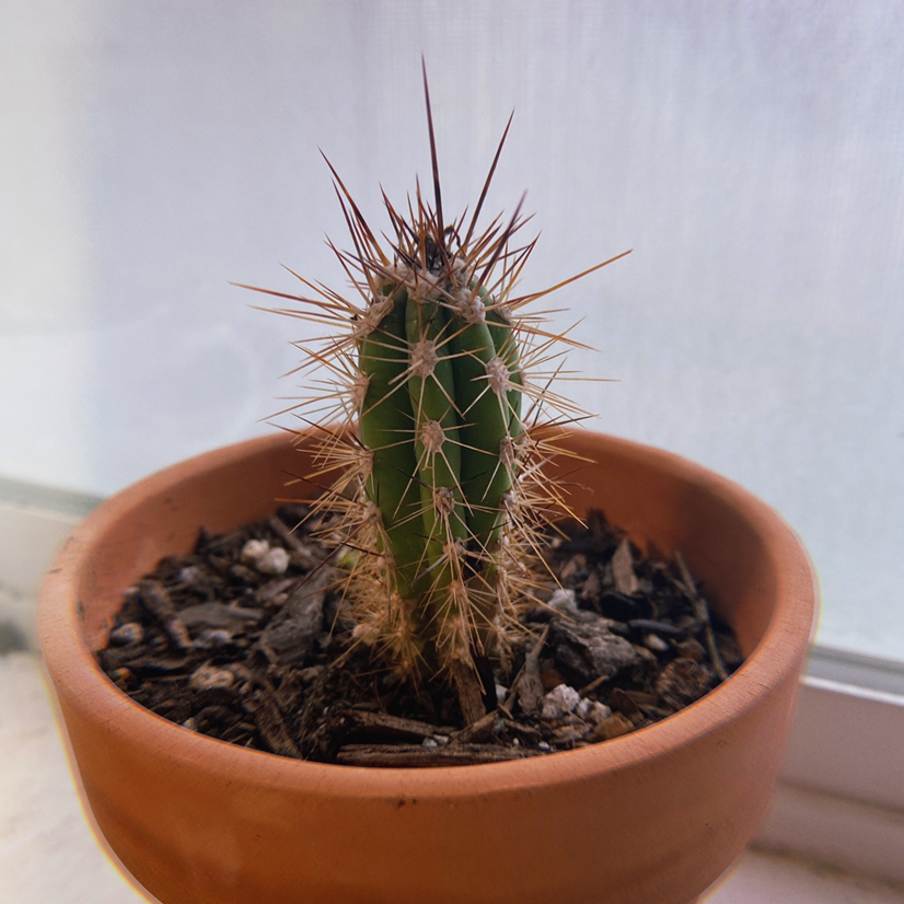 A small Saguaro cactus in a terracotta pot with visible soil.
