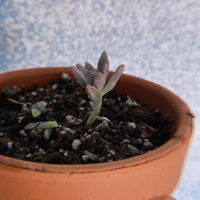Graptosedum 'Darley Sunshine' succulent in a terracotta pot with visible soil.