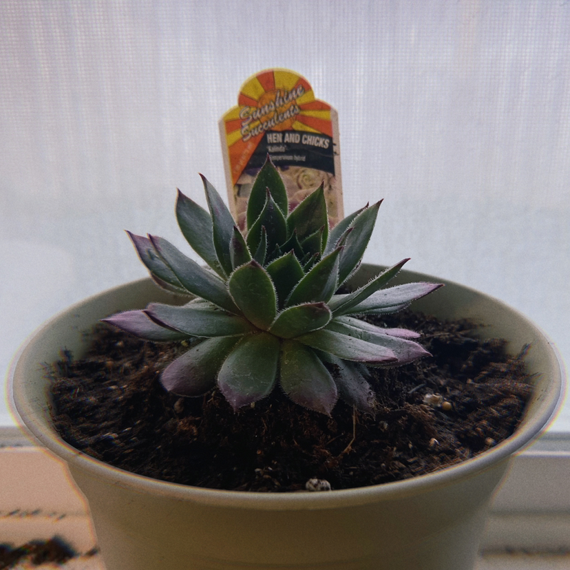 Photo of the plant species 'Kalinda' Hen and chicks by @quarabs named Hennessy Jr. on Greg, the plant care app