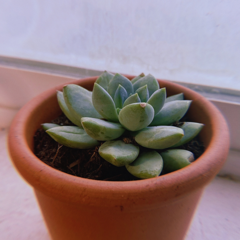 Photo of the plant species Pachyveria Little Jewel by @quarabs named Caspar on Greg, the plant care app
