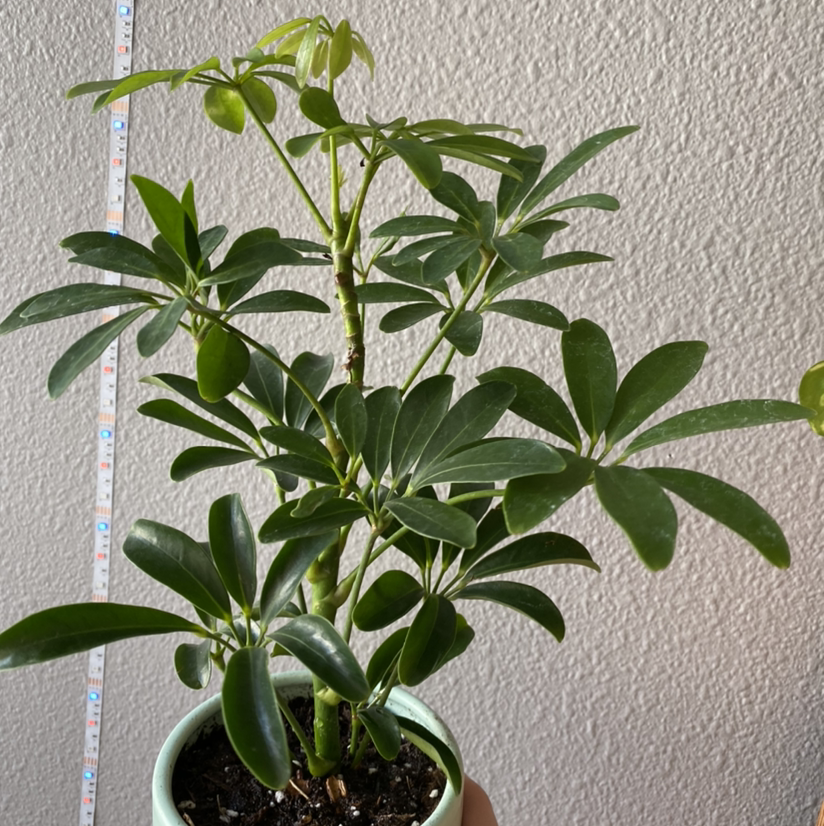 Healthy young dwarf umbrella tree in a small pot, with vibrant green palmate compound leaves arranged spirally on the stem.