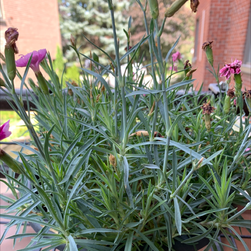 Border Carnation plant with several stems, leaves, and some wilting flowers in an outdoor setting.