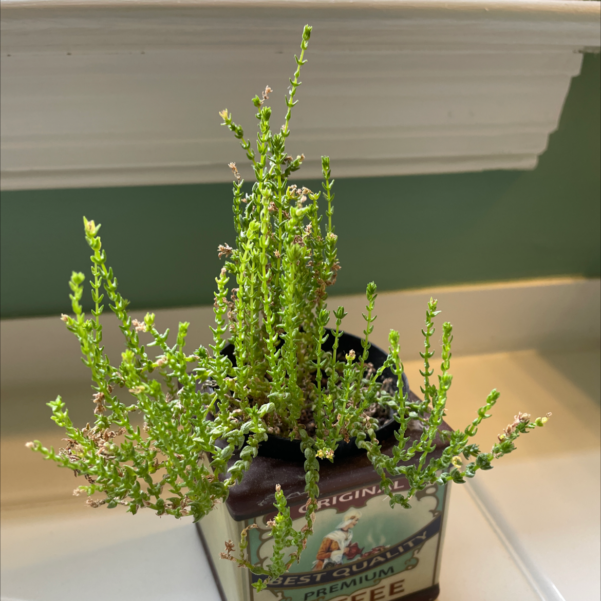 A healthy potted Heather plant with green stems and small leaves in an indoor setting.