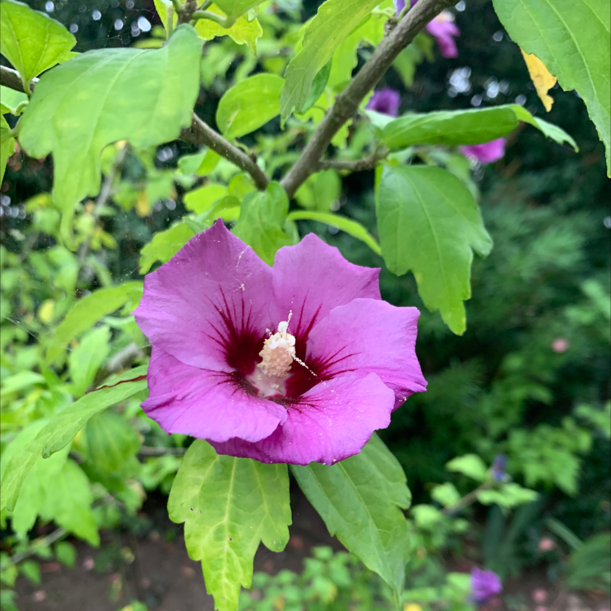 Korean Hibiscus plant with a prominent purple flower and healthy green leaves.