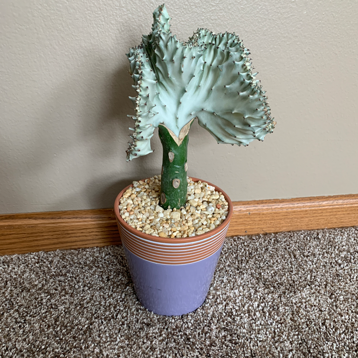 Potted Candelabra Cactus with green stem and fan-like top, covered with pebbles.