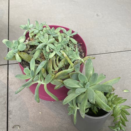 Photo of the plant species Echeveria laui by Mayamore named Afshaan on Greg, the plant care app