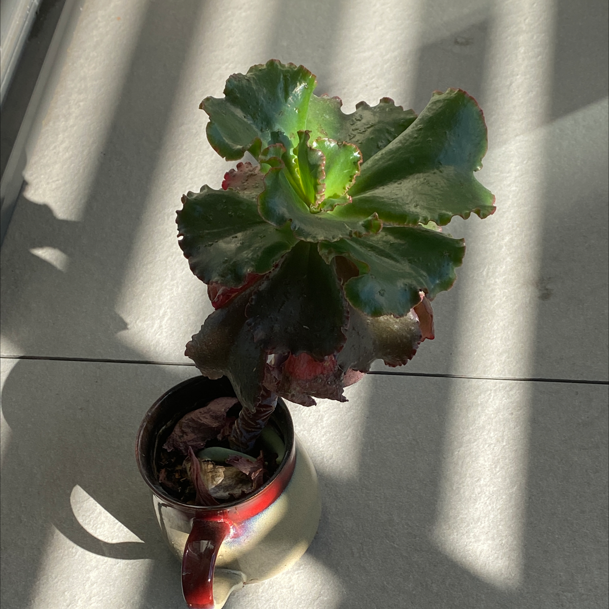 Photo of the plant species Pillow Feet Crinkle Leaf Plant by @Mayamore named Bella on Greg, the plant care app