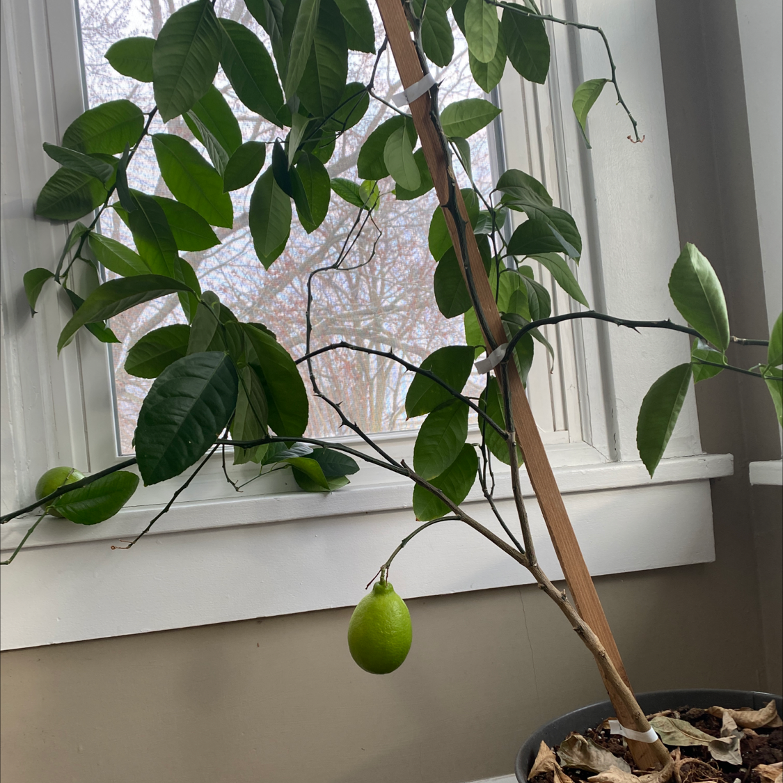 Healthy Meyer lemon tree near window with glossy green leaves and one immature green lemon fruit on a branch.