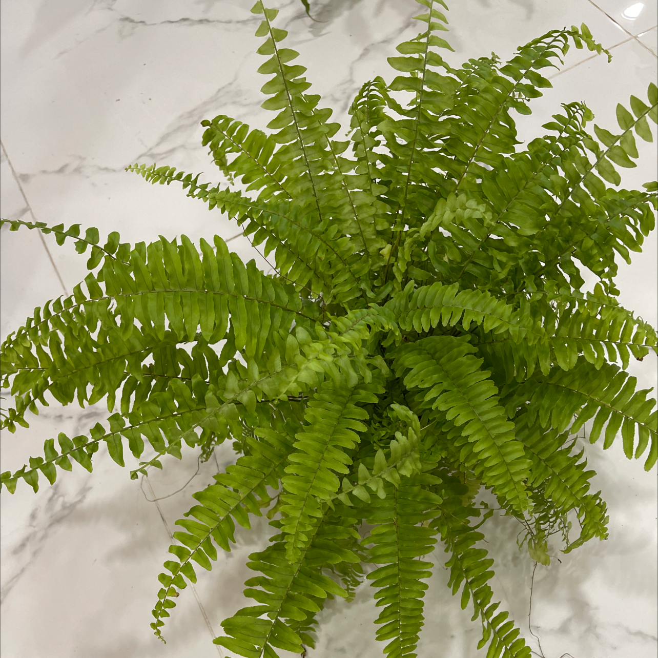 Photo of the plant species Boston Fern by @Hmoursy named Your plant on Greg, the plant care app