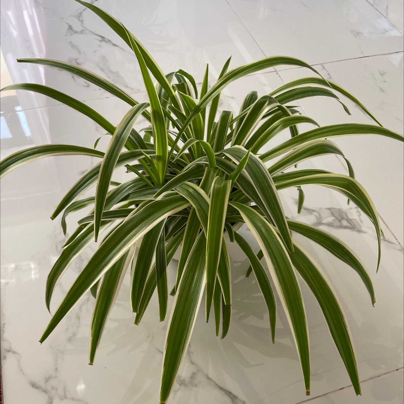 Spider Plant plant photo by @Hmoursy named Your plant on Greg, the plant care app.