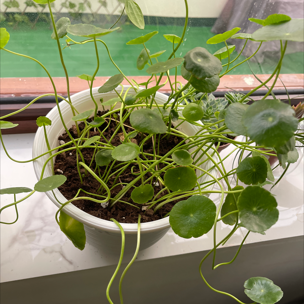 Manyflower Marshpennywort plant in a white pot on a windowsill with visible soil.