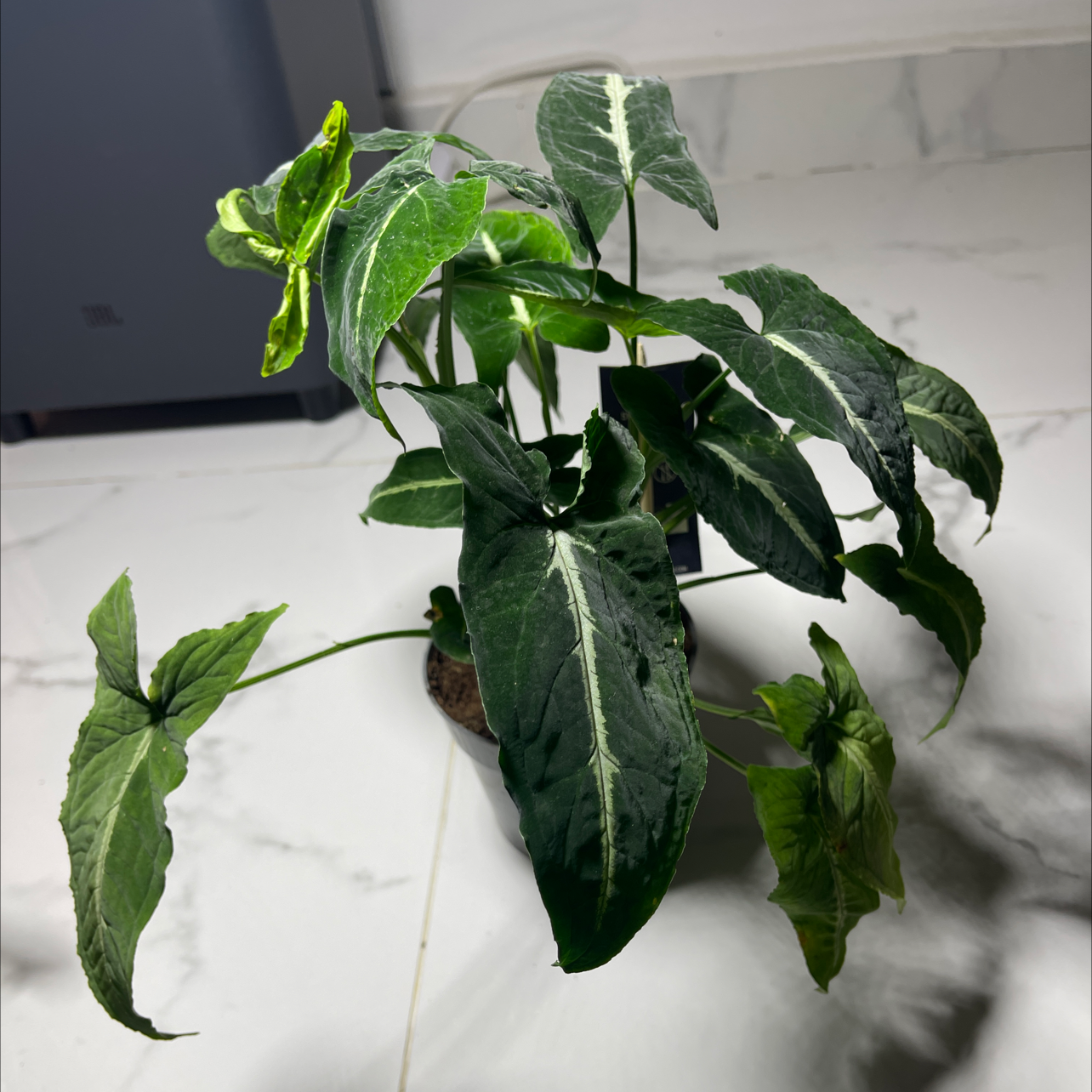 Syngonium wendlandii plant with variegated leaves, some wilted, on a white surface.