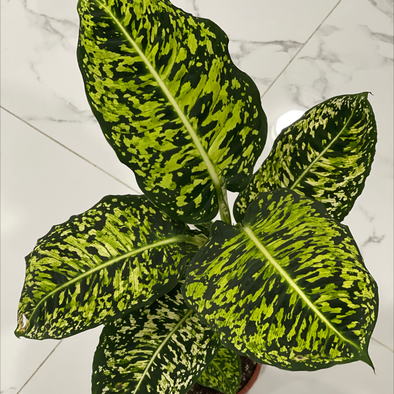 Why Is My Dieffenbachia 'Reflector' Dropping Leaves?