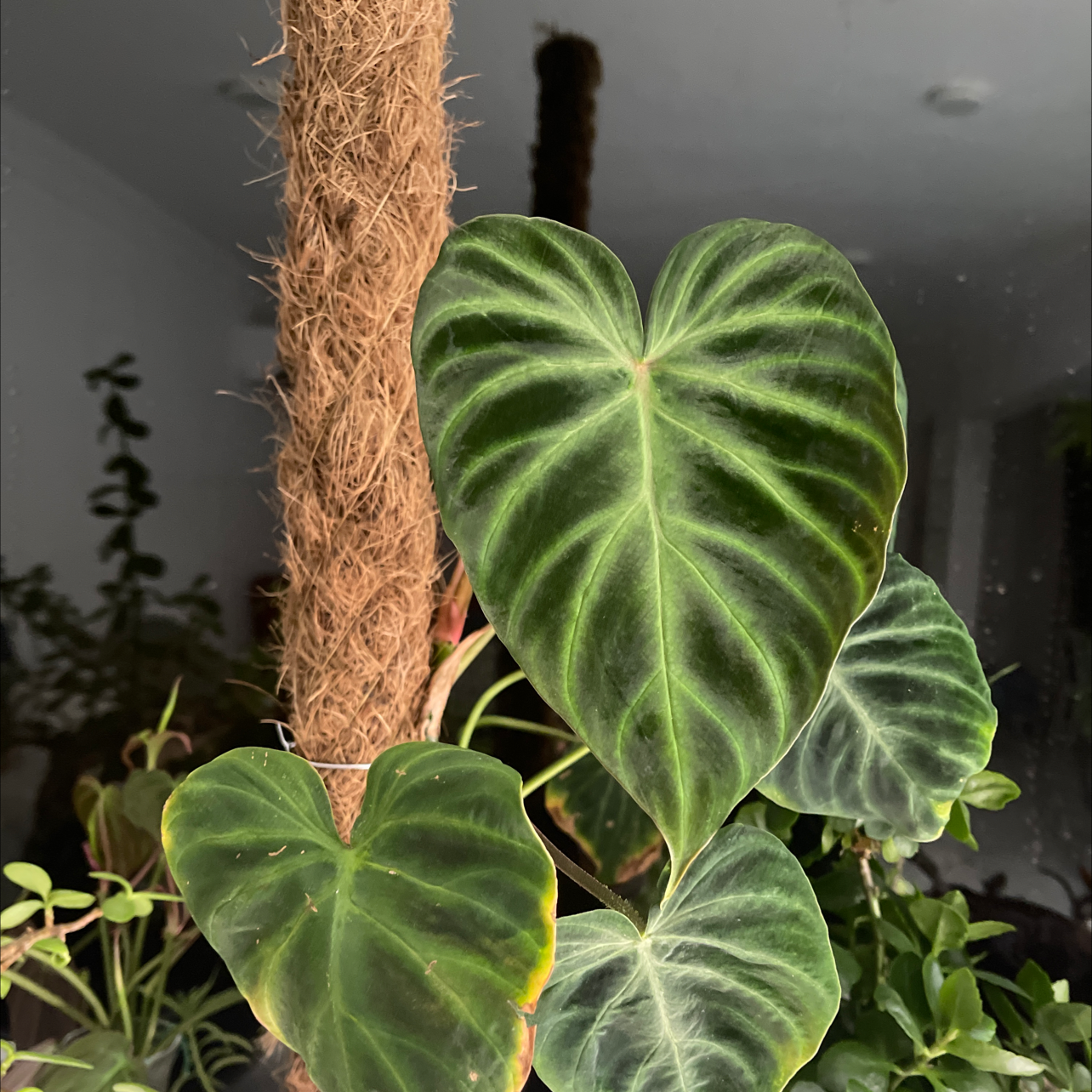 Ecuador Philodendron plant photo by @Hmoursy named Your plant on Greg, the plant care app.