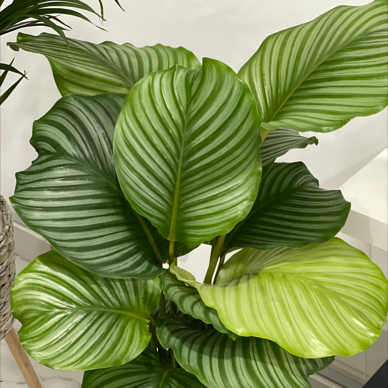 Photo of the plant species Calathea Orbifolia by @Hmoursy named Your plant on Greg, the plant care app