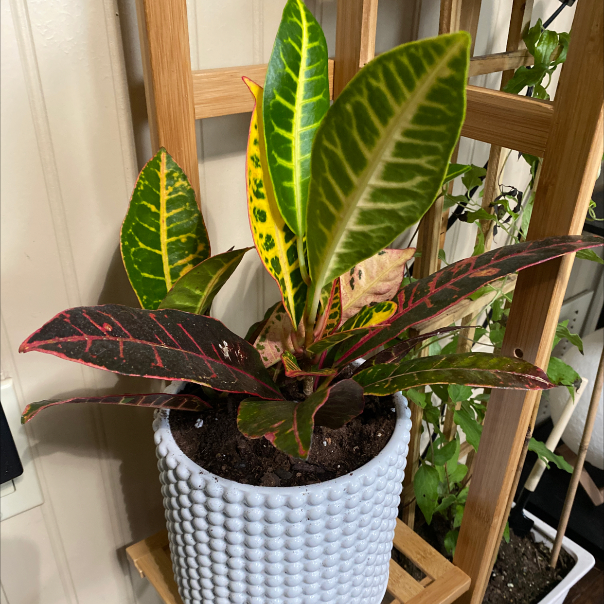 Gold Dust Croton plant photo by @kmhsrb1988 named Trixie on Greg, the plant care app.