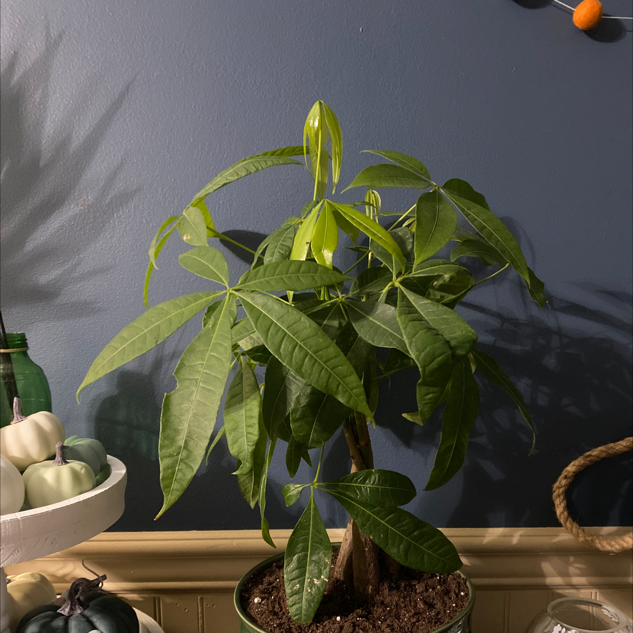 Money Tree plant photo by @kmhsrb1988 named Tyrone on Greg, the plant care app.