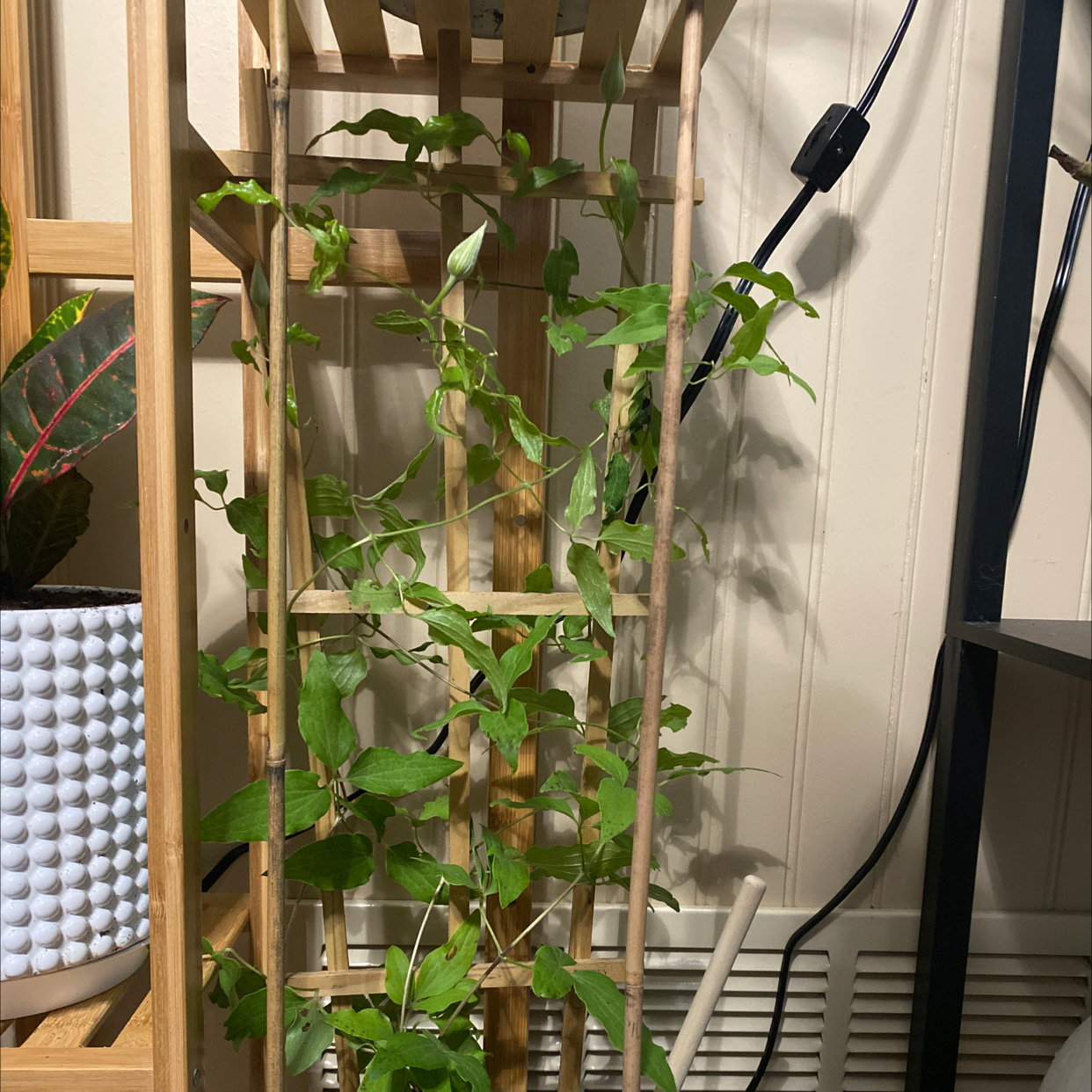 Photo of the plant species Mandevilla boliviensis by @kmhsrb1988 named Angela on Greg, the plant care app