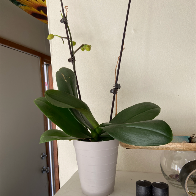 Moon Orchid (Phalaenopsis) in a white pot with green leaves and buds on stems.