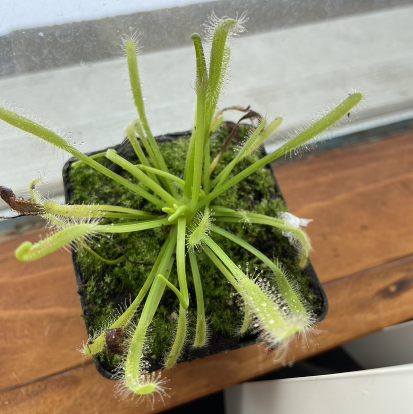 Round-Leaved Sundew plant in a small pot with vibrant green leaves and visible dew drops.