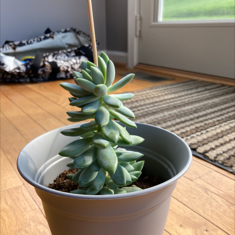 Potted Sedeveria 'Harry Butterfield' plant indoors, supported by a stick.