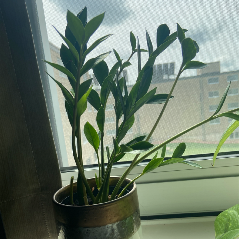 Zamioculcas Zamiifolia plant photo by @tradford named stan on Greg, the plant care app.